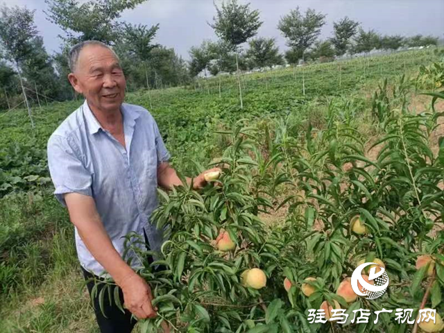 泌陽大磨山“野生大青桃”即將成熟！歡迎采摘！