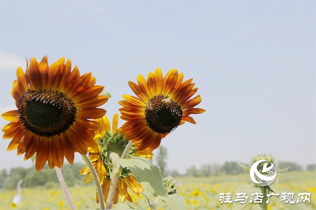 駐馬店市驛城區：葵花向陽開 鄉村迎客來