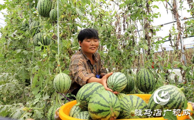 驛城區朱古洞鄉：特色產業奏響鄉村振興“進行曲”