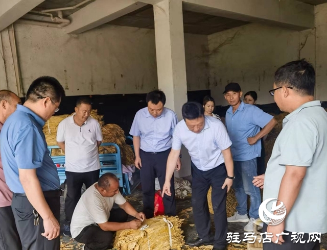 泌陽縣郭集鎮：金葉飄香收購季 服務煙農助增收