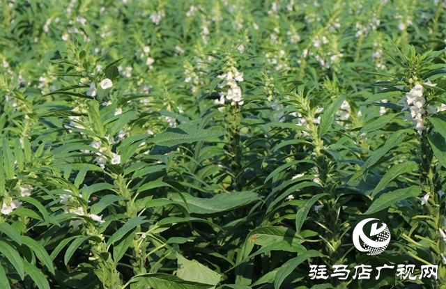 專供食用的芝麻葉來了