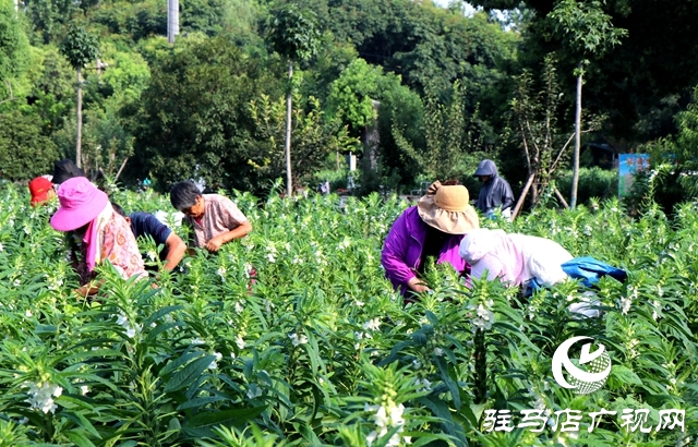 專供食用的芝麻葉來了