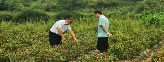 “小辣椒”種成“大產業”