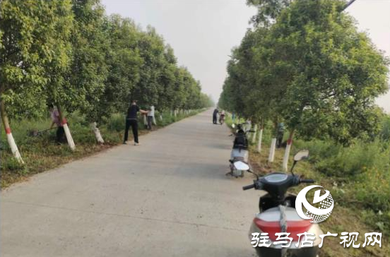 新蔡縣澗頭鄉：黨建引領促整治 人居環境展新顏