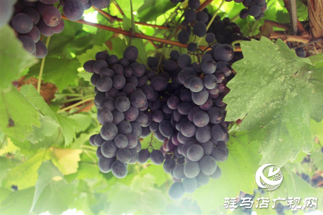 遂平縣陽豐鎮：綠色生態農業新模式 走出致富路
