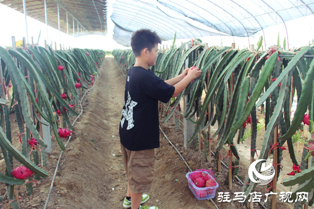 遂平縣陽豐鎮：綠色生態農業新模式 走出致富路