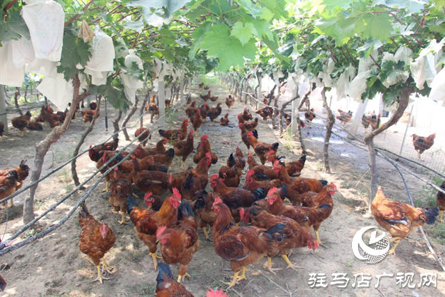 遂平縣陽豐鎮：綠色生態農業新模式 走出致富路