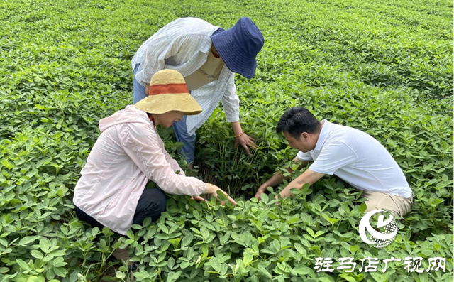 泌陽：農技服務到田間