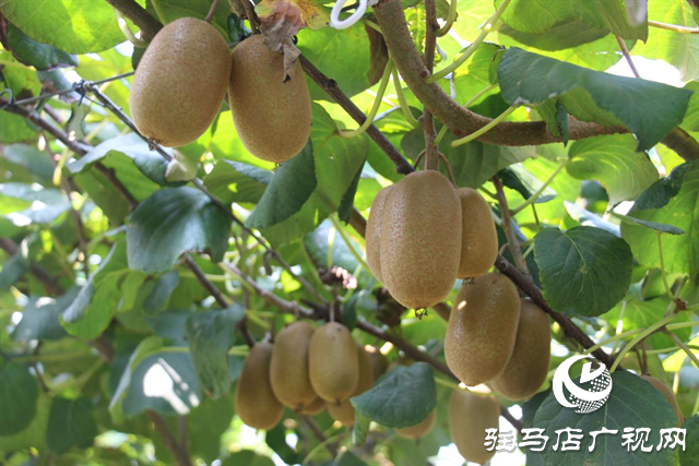 遂平縣陽豐鎮：綠色生態農業新模式 走出致富路