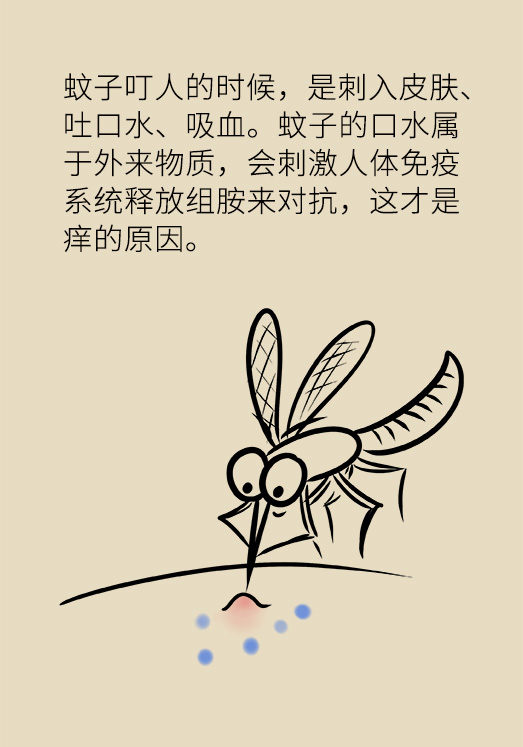 蚊子愛咬誰和血型有關嗎？四點預防要知道！