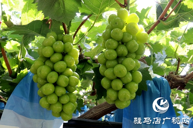 泌陽縣春水鎮鄧灣村：葡萄掛滿藤 “葡”寫致富曲
