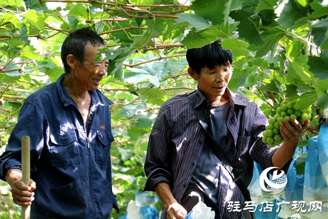 泌陽縣春水鎮鄧灣村：葡萄掛滿藤 “葡”寫致富曲