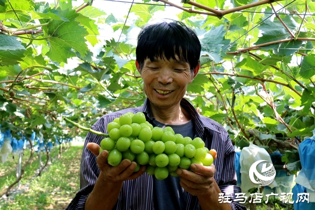 泌陽縣春水鎮鄧灣村：葡萄掛滿藤 “葡”寫致富曲