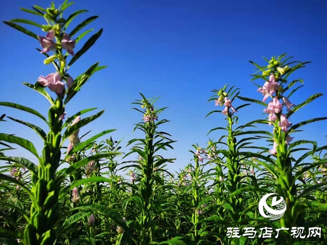 正道香油新產季芝麻即將開磨