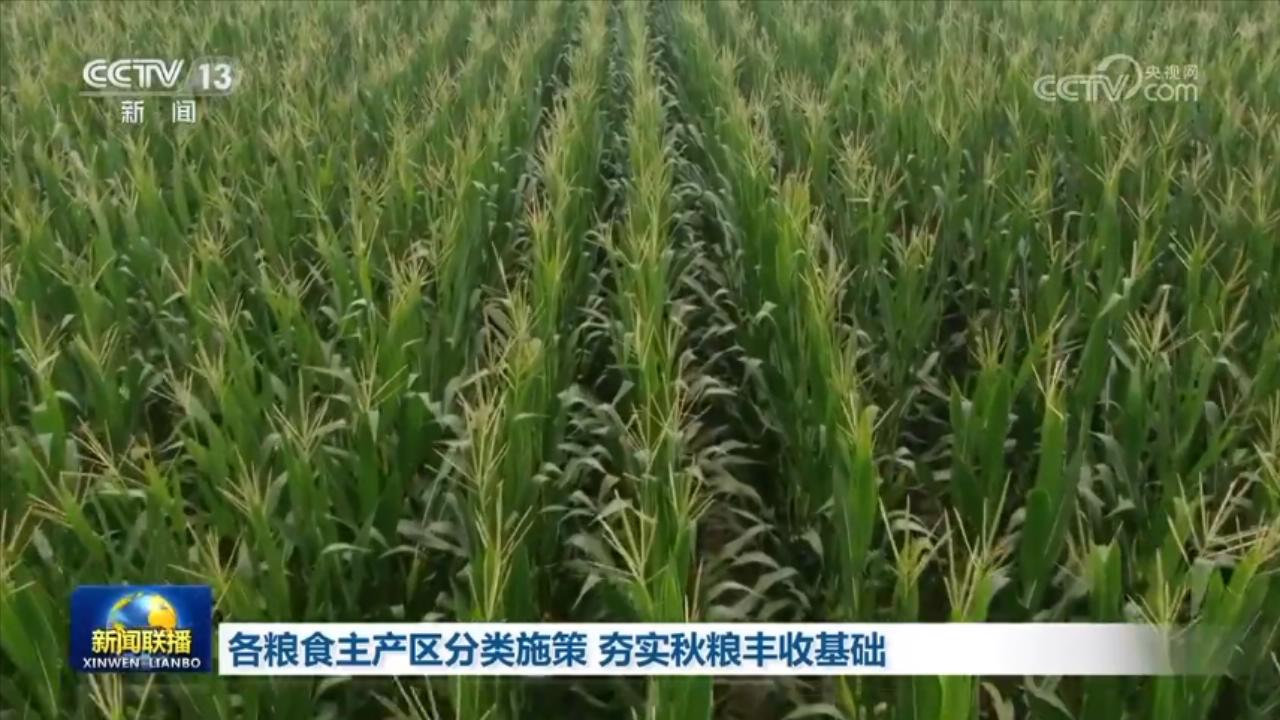 各糧食主產區分類施策 夯實秋糧豐收基礎
