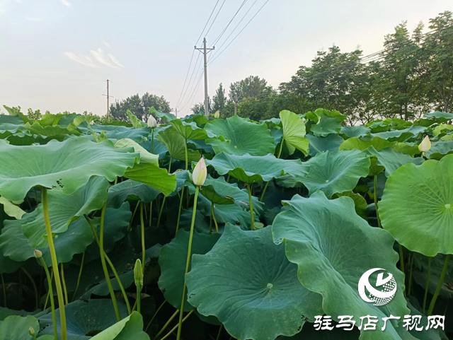 汝南縣三門閘街道：蓮藕產業助推鄉村振興