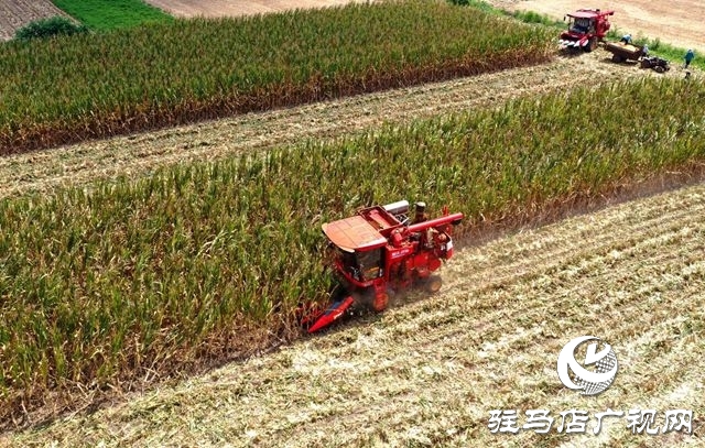 驛城區：趁天搶時忙“秋收”確保秋糧顆粒歸倉