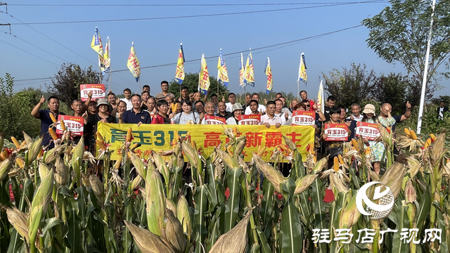 玉米新品種育玉315現場觀摩會在駐馬店召開