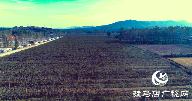 以農加會為媒 山中小果實走進大都市