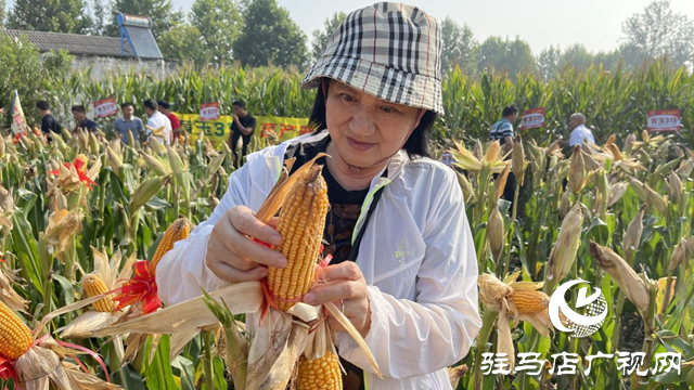 玉米新品種育玉315現場觀摩會在駐馬店召開