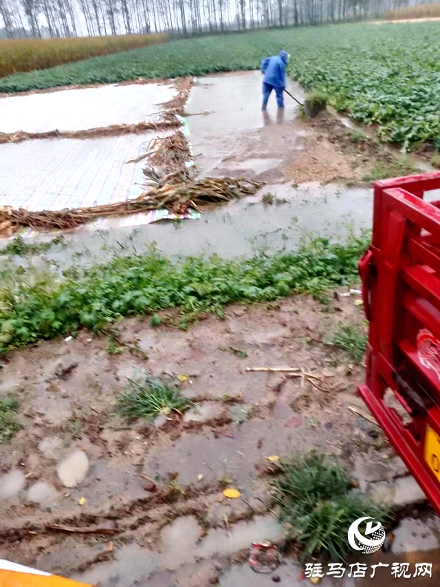 汝南縣板店鄉：排水除澇保豐收