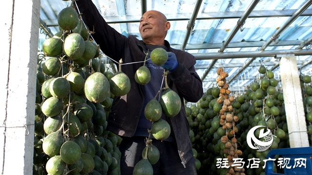 小瓜蔞種出鄉村振興“大產業”