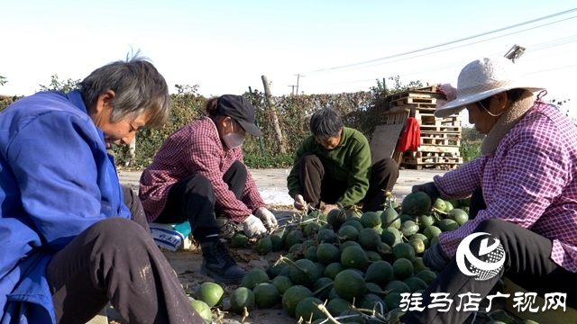 小瓜蔞種出鄉村振興“大產業”