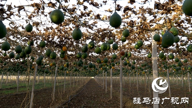 小瓜蔞種出鄉村振興“大產業”