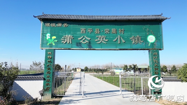 西平縣：蒲公英種植托起鄉村振興夢