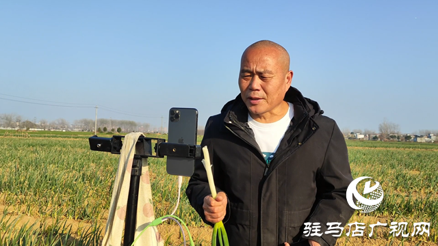 西平縣：菜農大蔥上市 融媒記者助銷