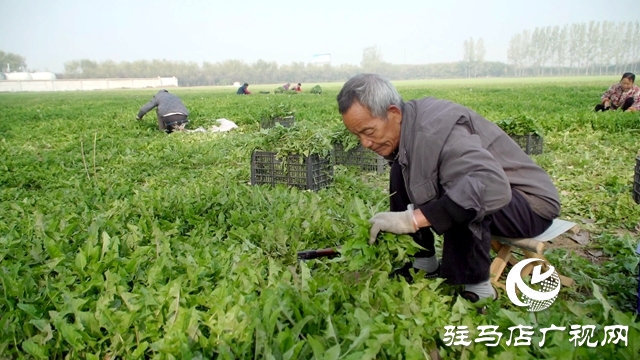 西平縣：蒲公英種植托起鄉村振興夢