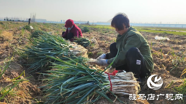 西平縣：菜農大蔥上市 融媒記者助銷