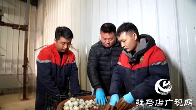 出彩新農人||李猛：退伍軍人變身“鴨司令” 蛋鴨養殖助力鄉村振興