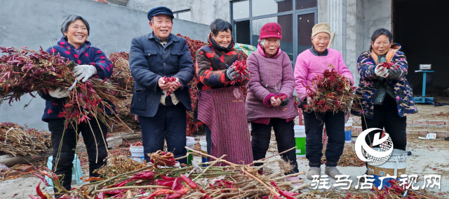 平輿縣廟灣鎮趙莊村：火紅的小辣椒“映紅”村民致富路辣出幸福味