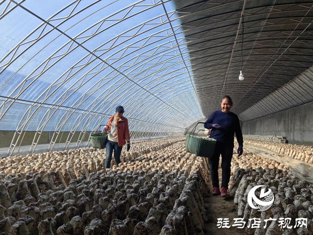 驛城區水屯鎮：小香菇助力群眾增收