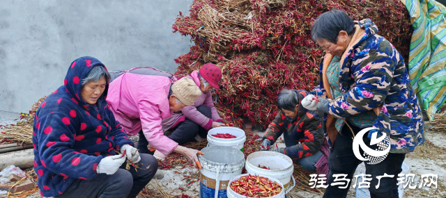 平輿縣廟灣鎮趙莊村：火紅的小辣椒“映紅”村民致富路辣出幸福味