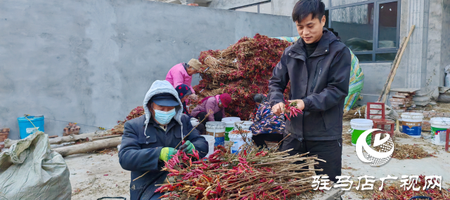 平輿縣廟灣鎮趙莊村：火紅的小辣椒“映紅”村民致富路辣出幸福味