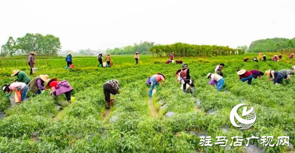 平輿縣廟灣鎮趙莊村：火紅的小辣椒“映紅”村民致富路辣出幸福味