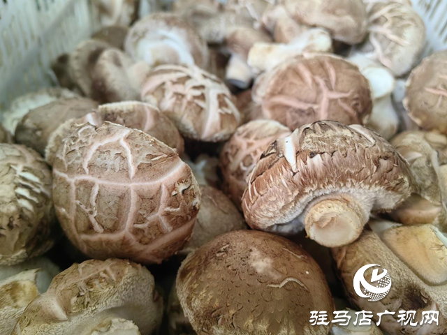 驛城區水屯鎮：小香菇助力群眾增收