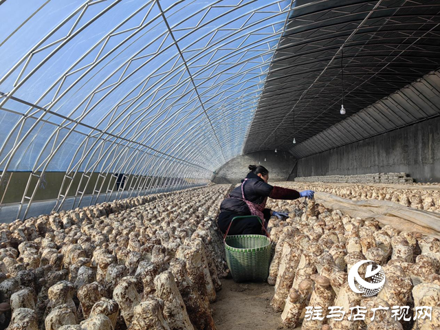 驛城區水屯鎮：小香菇助力群眾增收