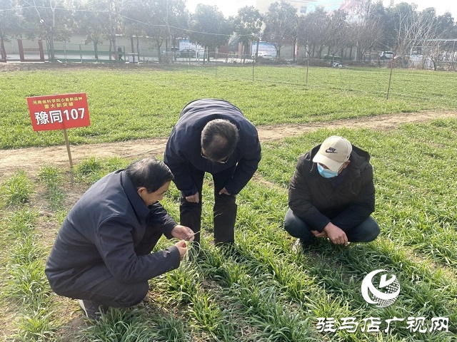  氣溫回升 農業專家指導越冬期示范田冬小麥田間管理