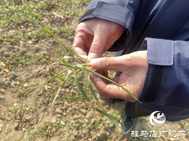  氣溫回升 農業專家指導越冬期示范田冬小麥田間管理