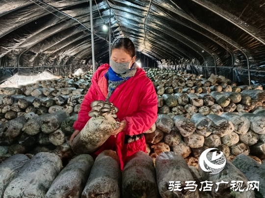 正陽縣：“五星”聚心 打造宜居宜業和美鄉村