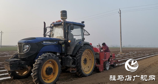 遂平縣機械化種植助力馬鈴薯增產增效