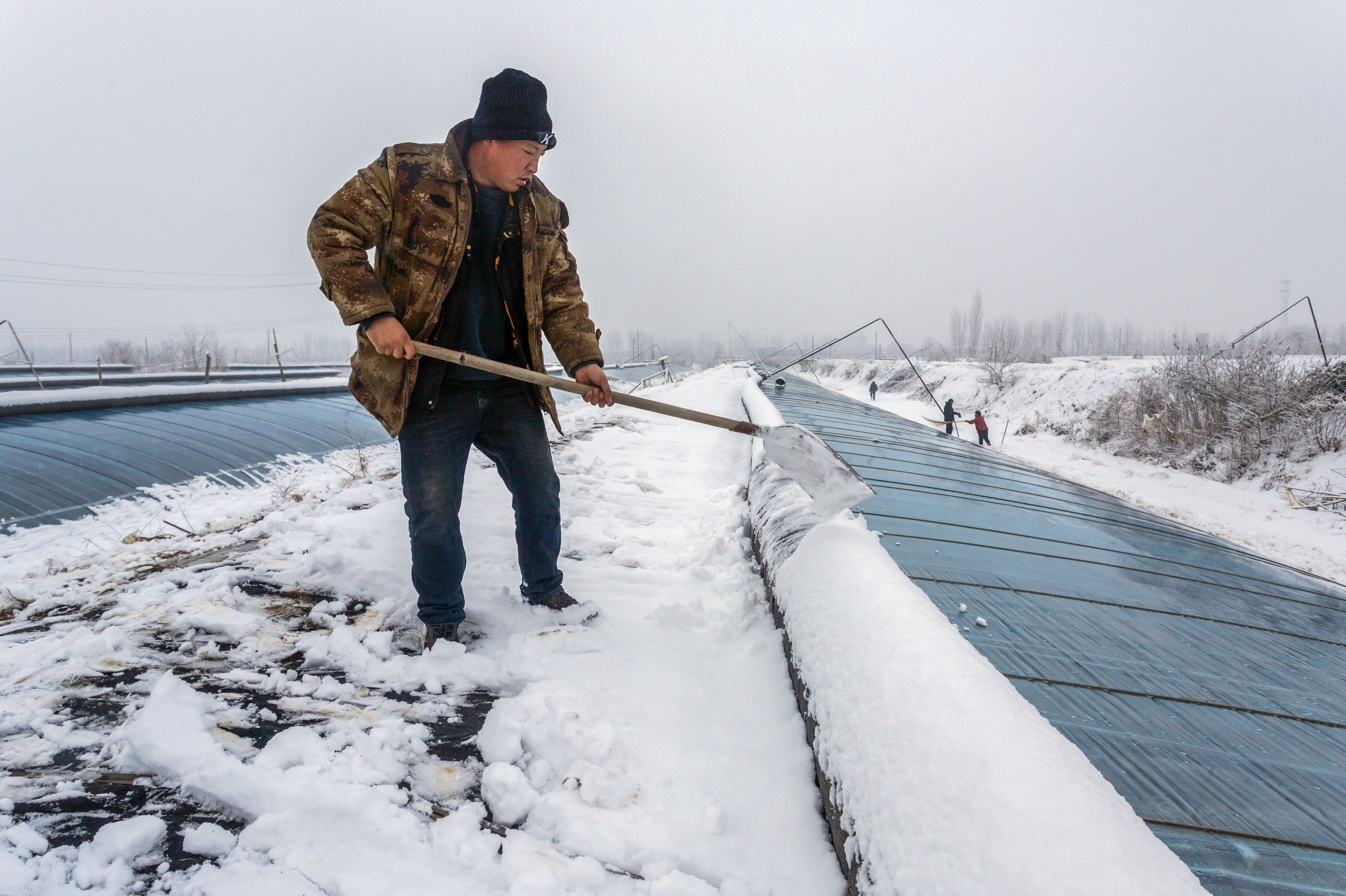 寒潮致氣溫“大跳水”，需警惕雪災低溫凍害對農業的不利影響