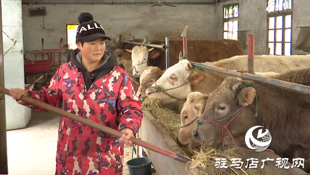 正陽縣：肉牛養殖快速發展 產業集群優勢明顯