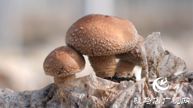 西平縣宋集鎮：香菇迎豐收 撐起村民“致富傘”