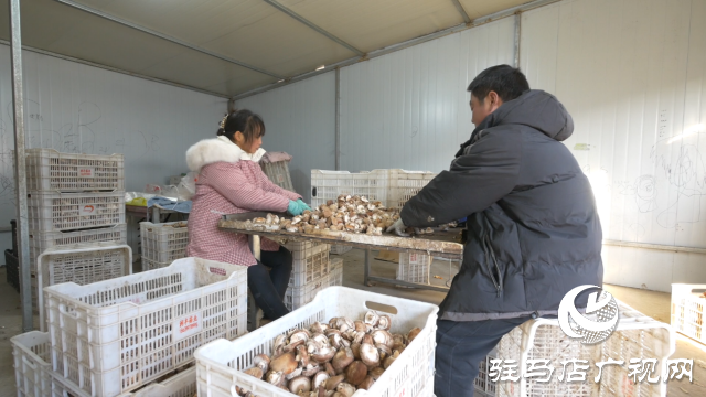 西平縣宋集鎮：香菇迎豐收 撐起村民“致富傘”