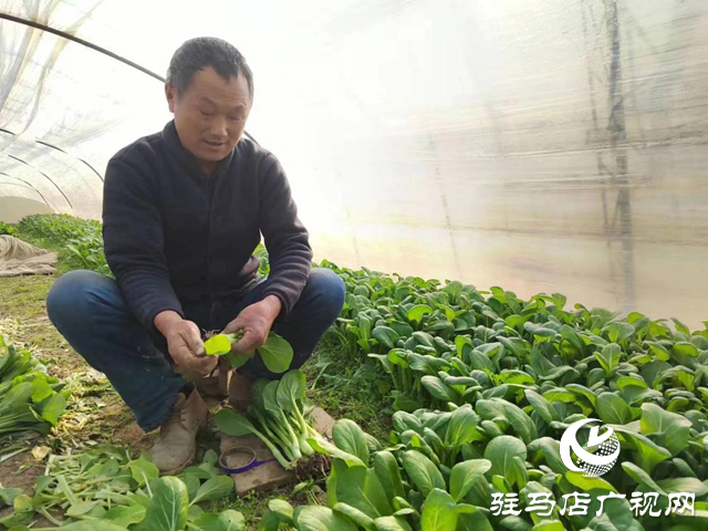 市城鄉一體化示范區劉閣街道：特色種植拓寬村民致富路