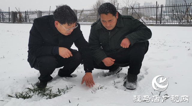 專家提醒：強降雪對小麥生長有利 但謹防凍害發生
